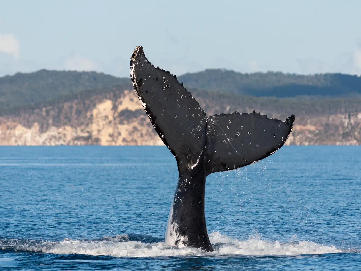 Humpback whale, Hervey Bay Humpback whale, Hervey Bay
