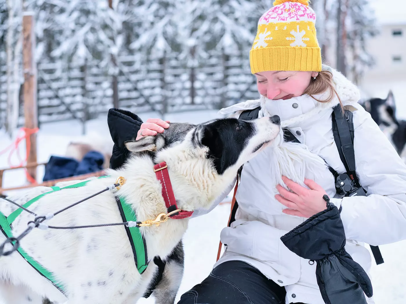 Enjoy a Dog Sled ride