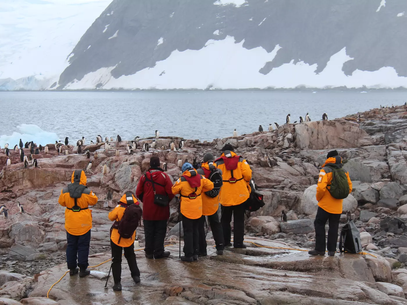 Visitors Observing Penguins From a Safe Distance