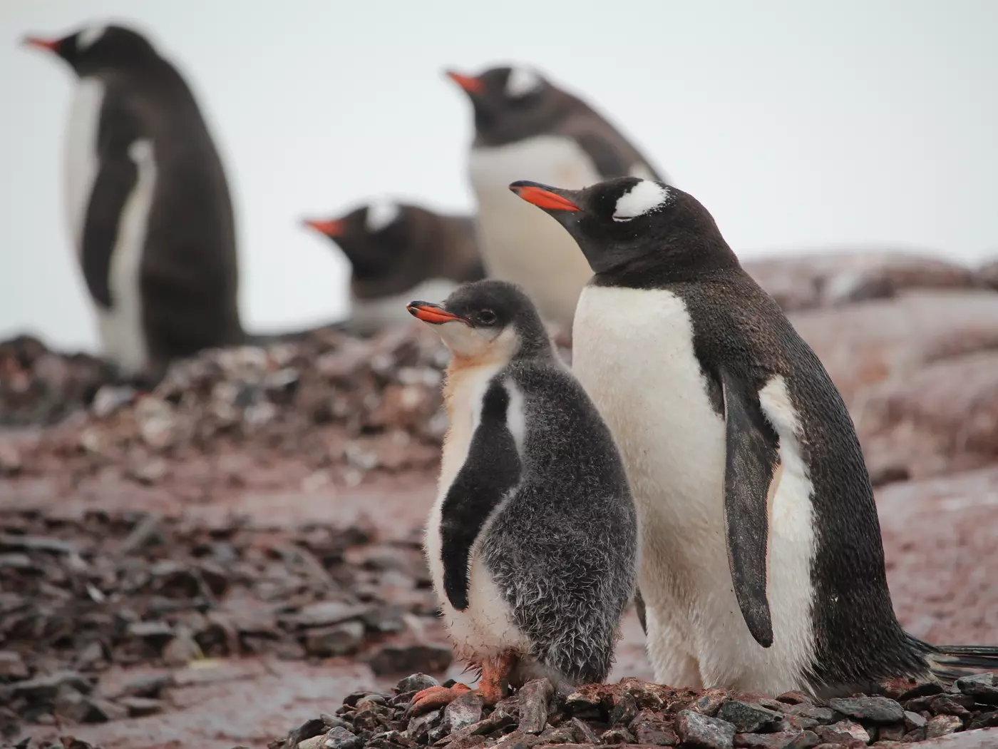 Mother Penguin with Her Baby