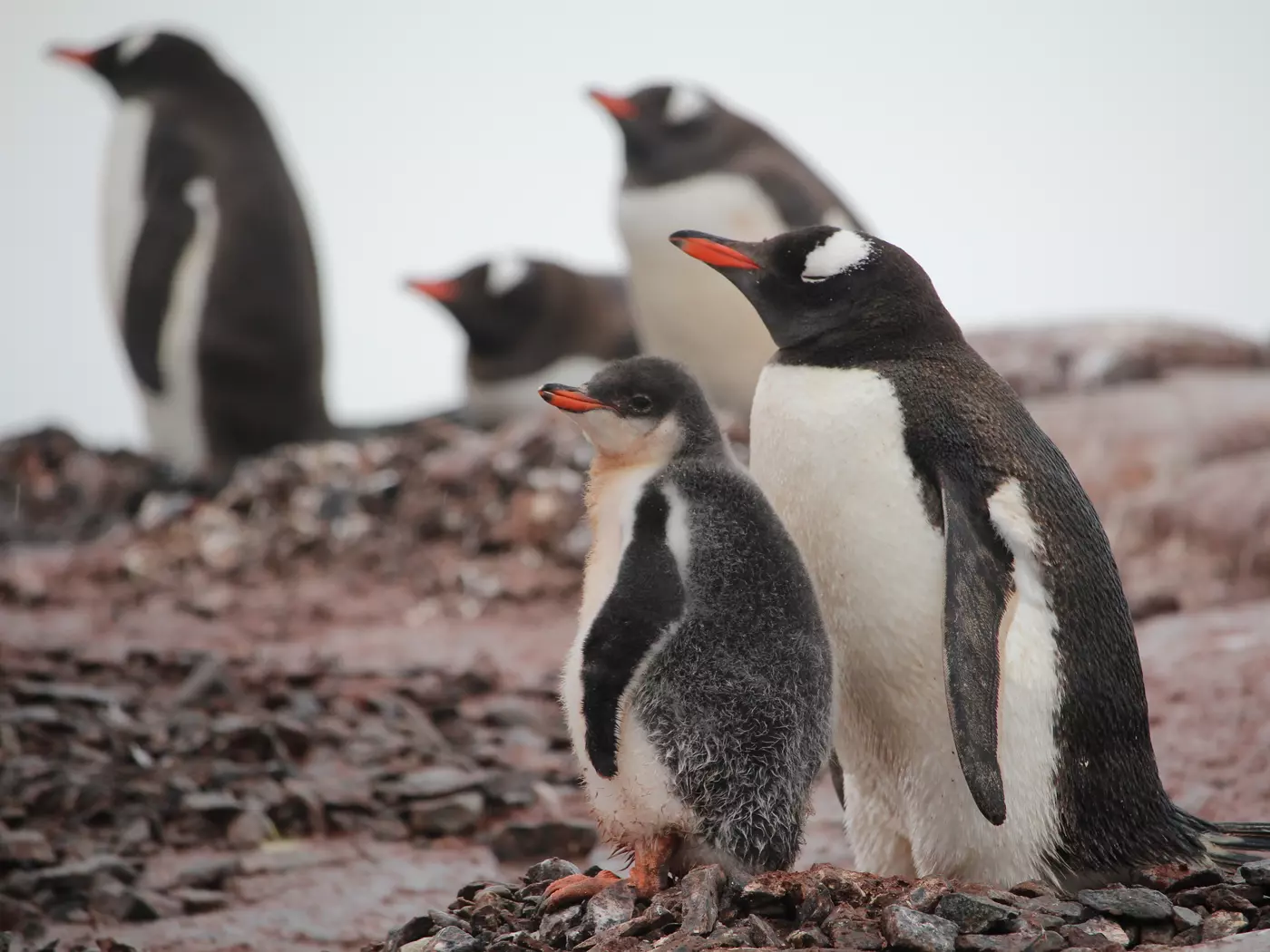 Mother Penguin with Her Baby