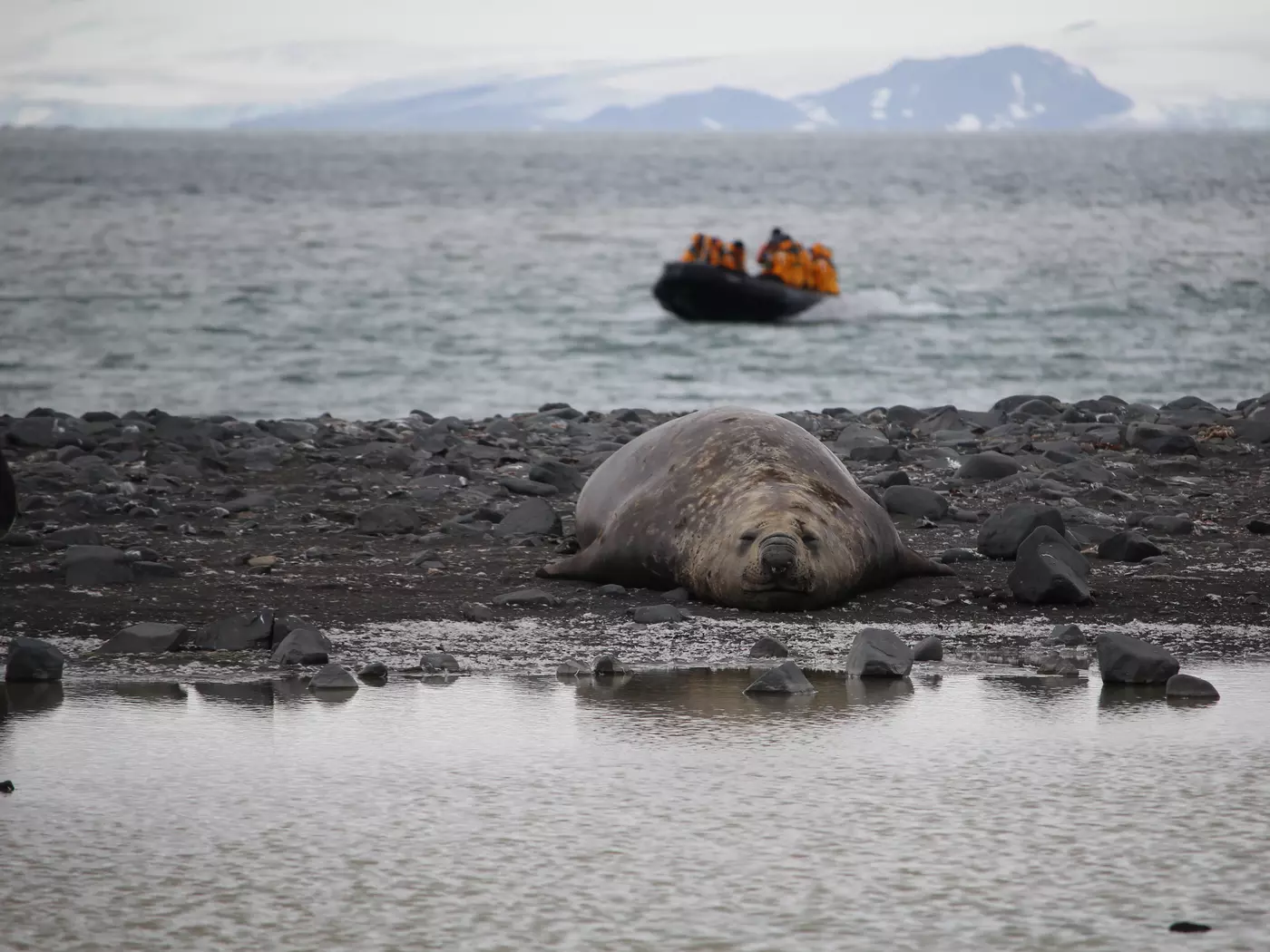 Elephant Seal Getting a Drink of Water