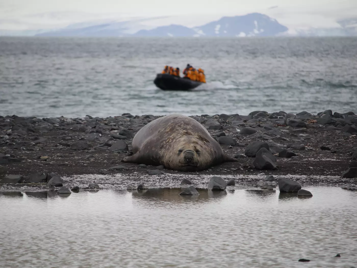 Elephant Seal Getting a Drink of Water
