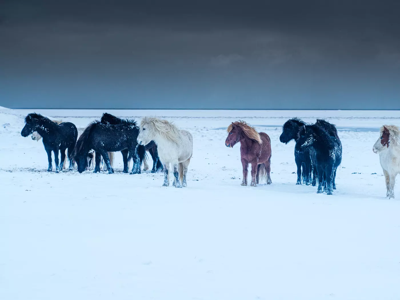Icelandic horses