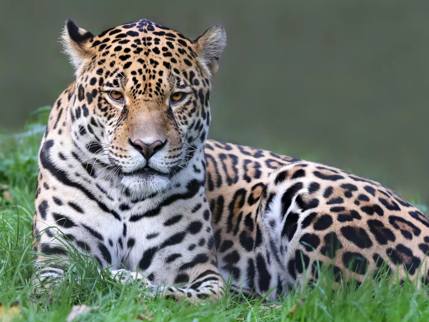 Jaguar, Iwokrama Forest