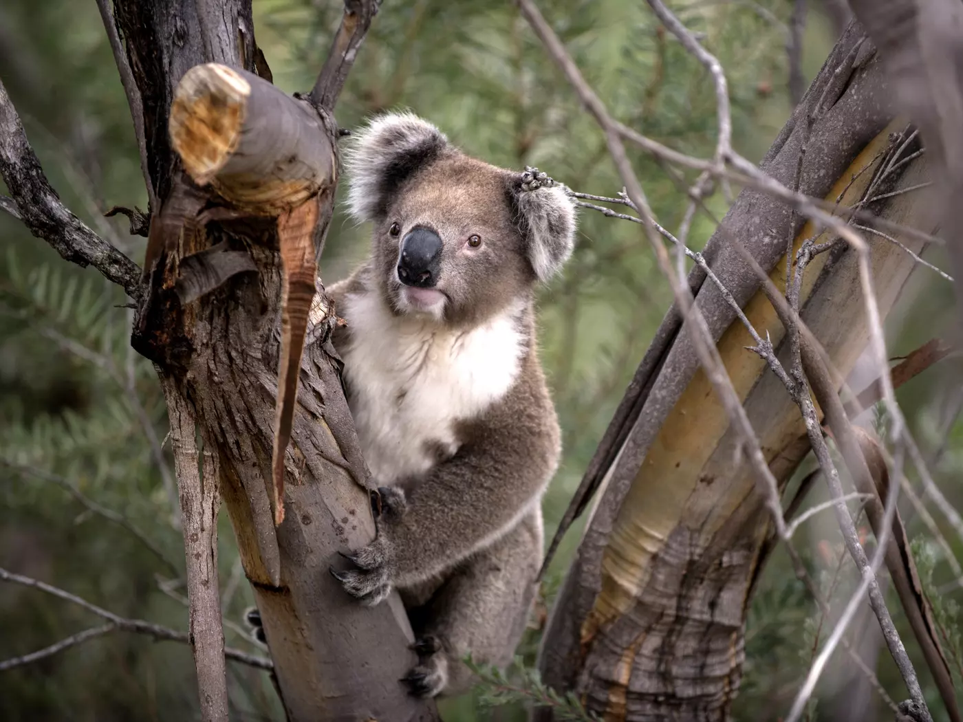 Kangaroo Island