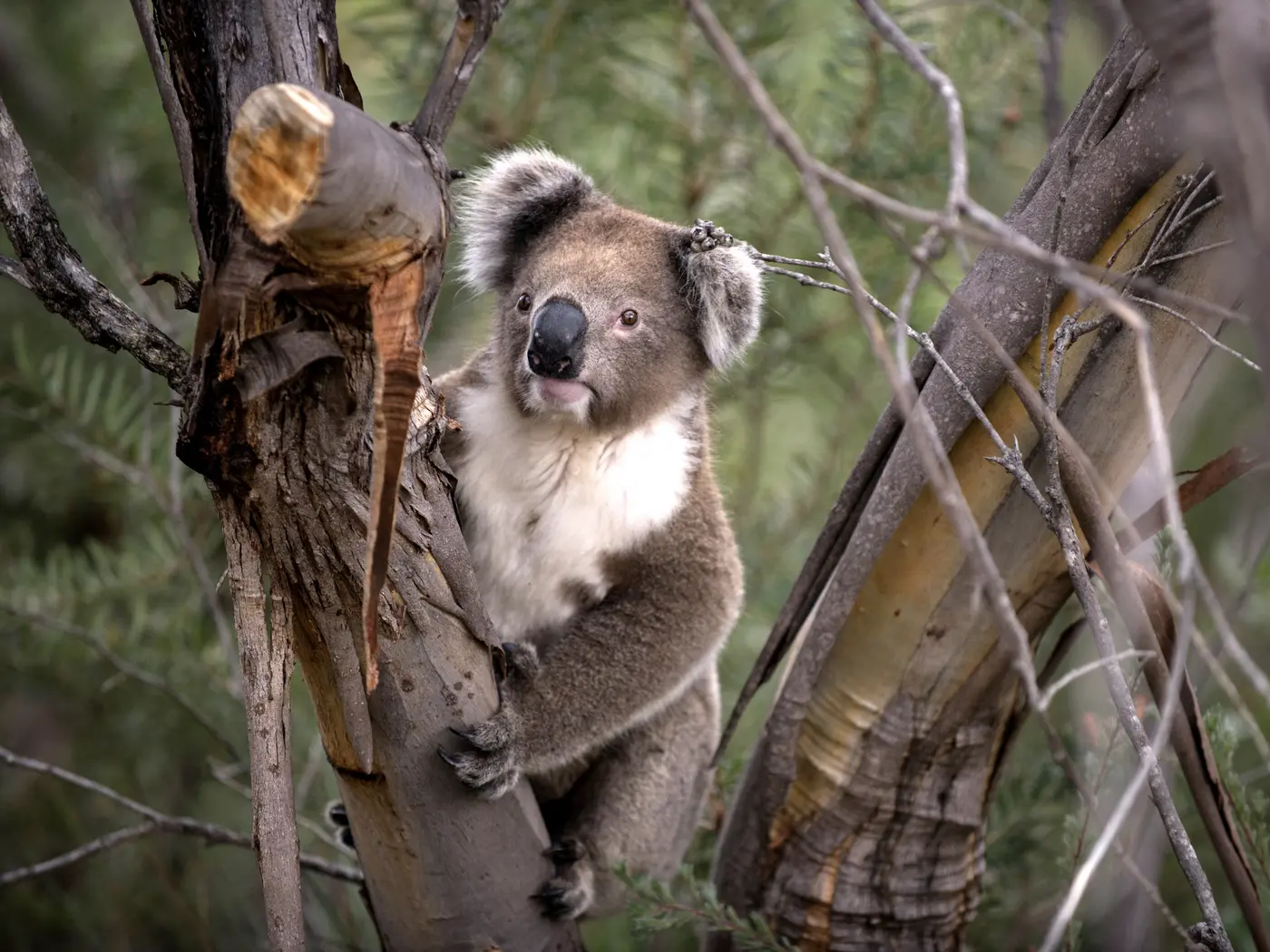 Kangaroo Island