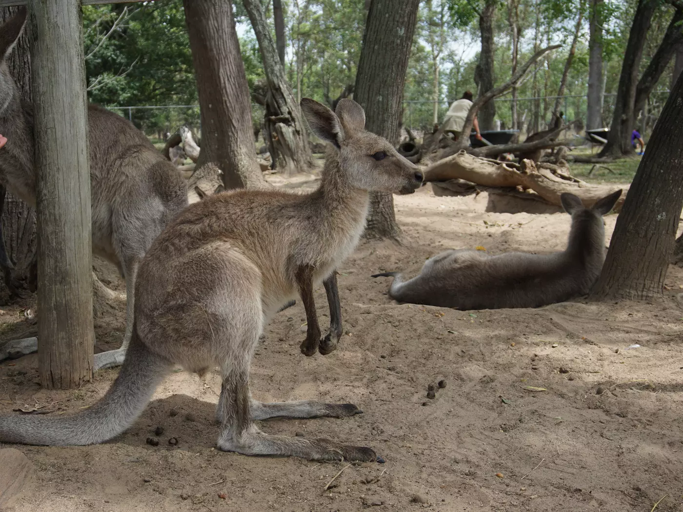 Kangaroo at Lone Pine Koala Sanctuary