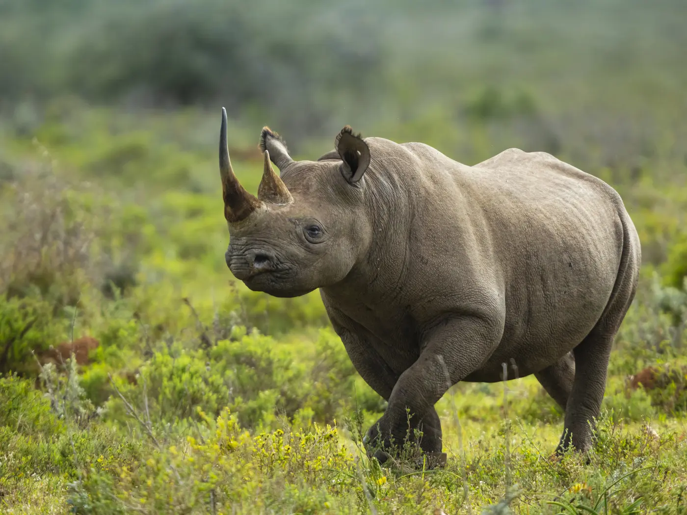 Kariega Game Reserve