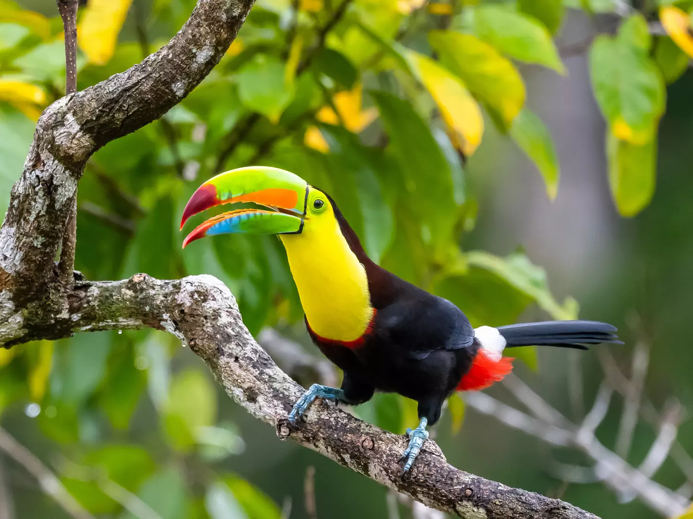 Keel-billed Toucan