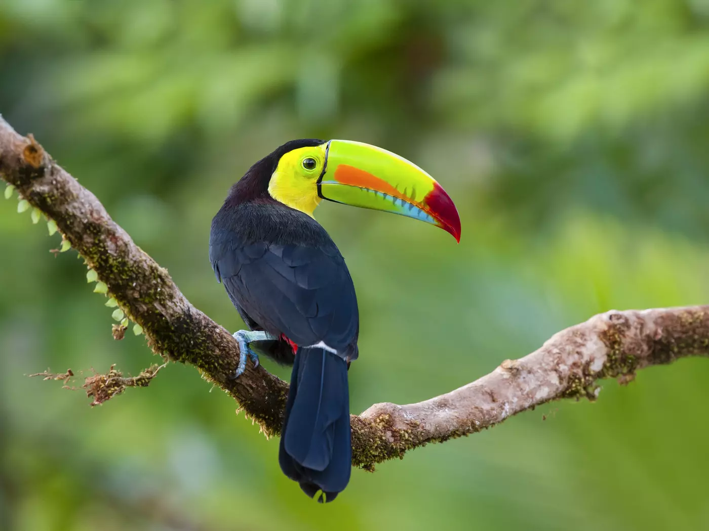 Keel-billed Toucan