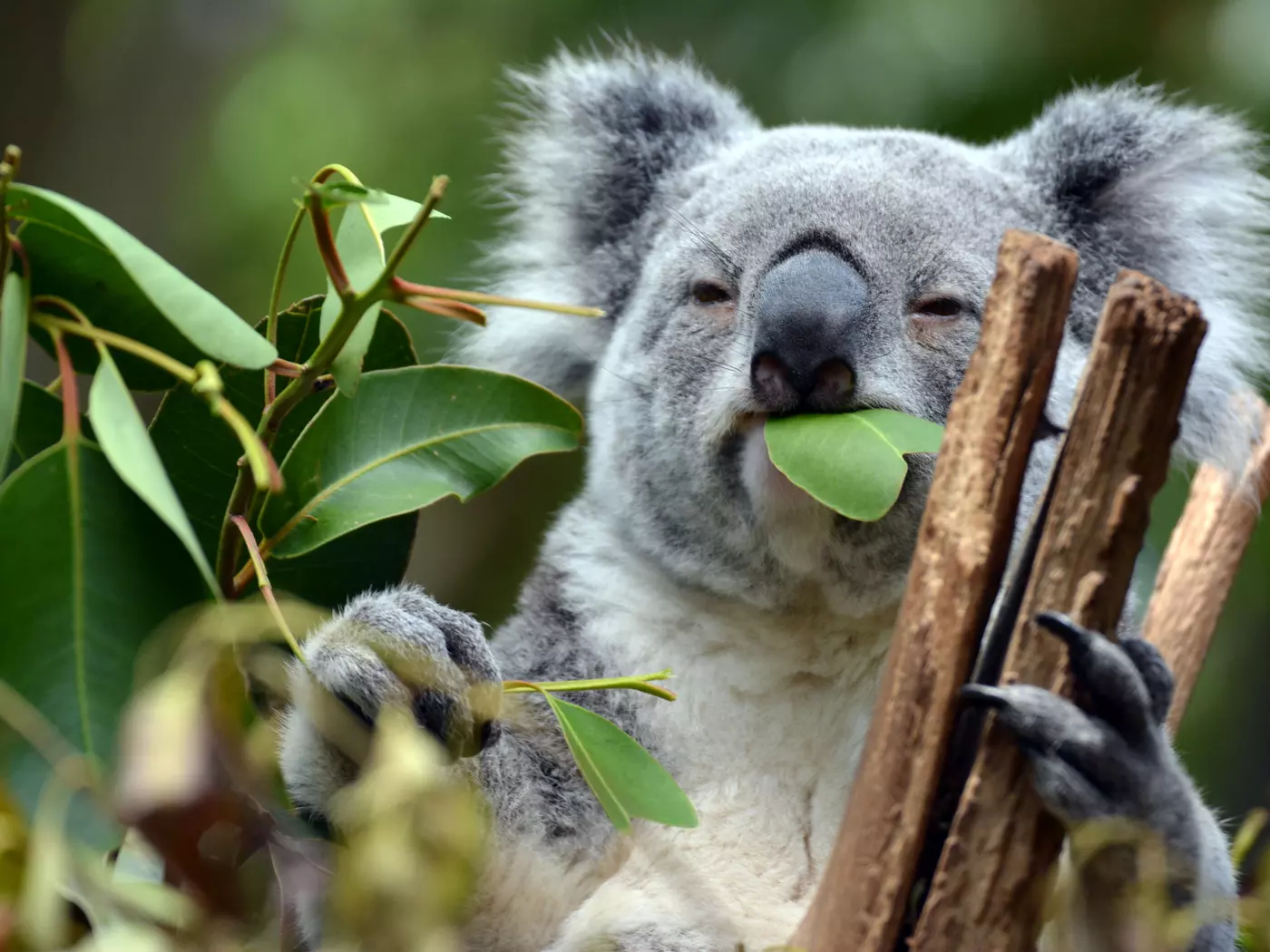 Koala at Lone Pine Koala Sanctuary, Brisbane