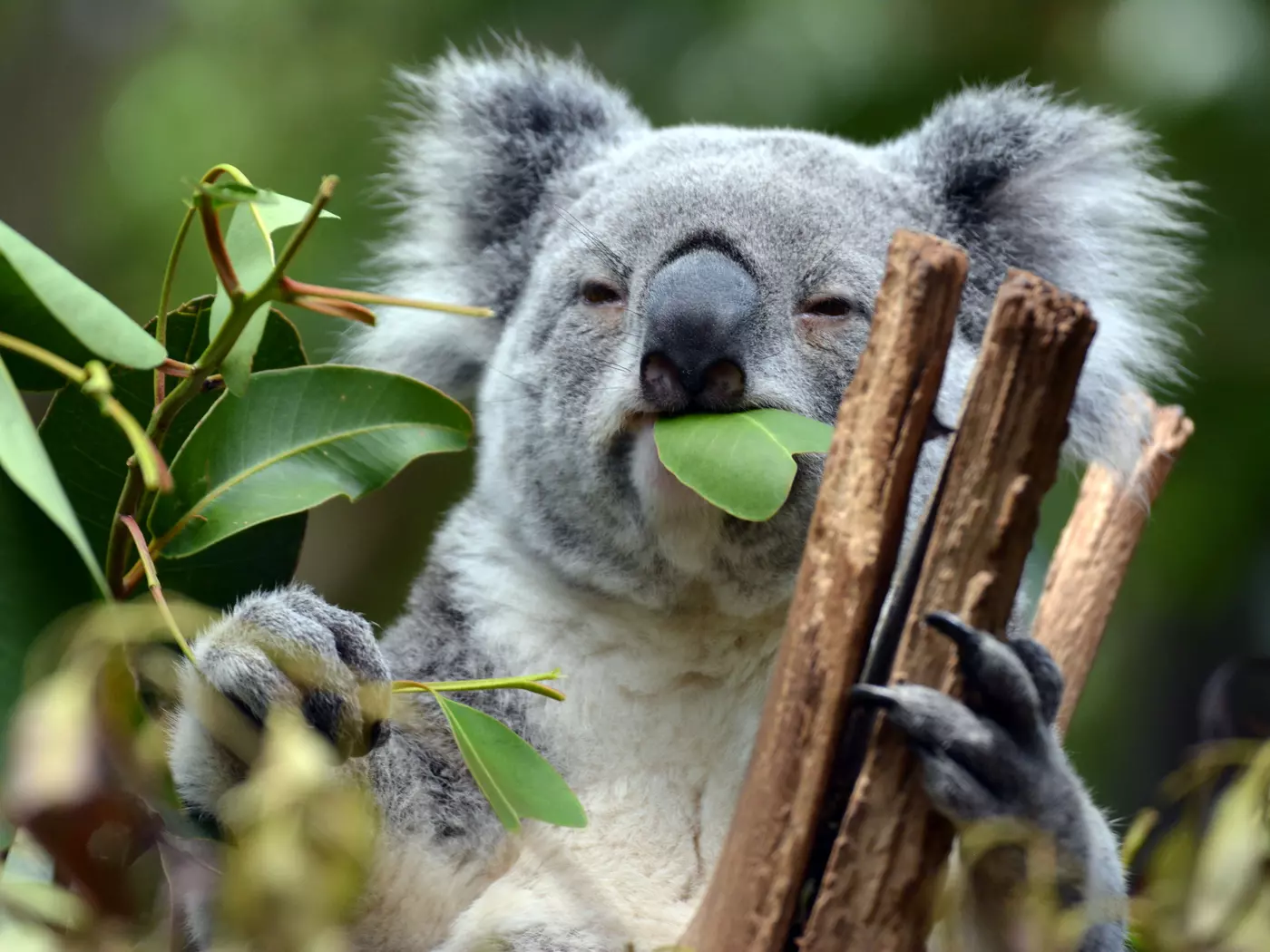 Koala at Currumbin Wildlife Sanctuary