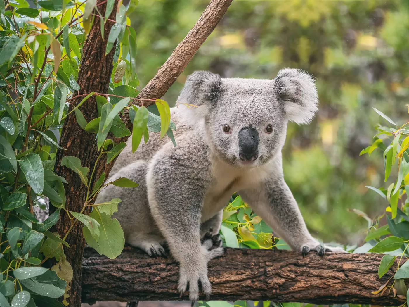 Meet Australia's native wildlife at Lone Pine Koala Sanctuary