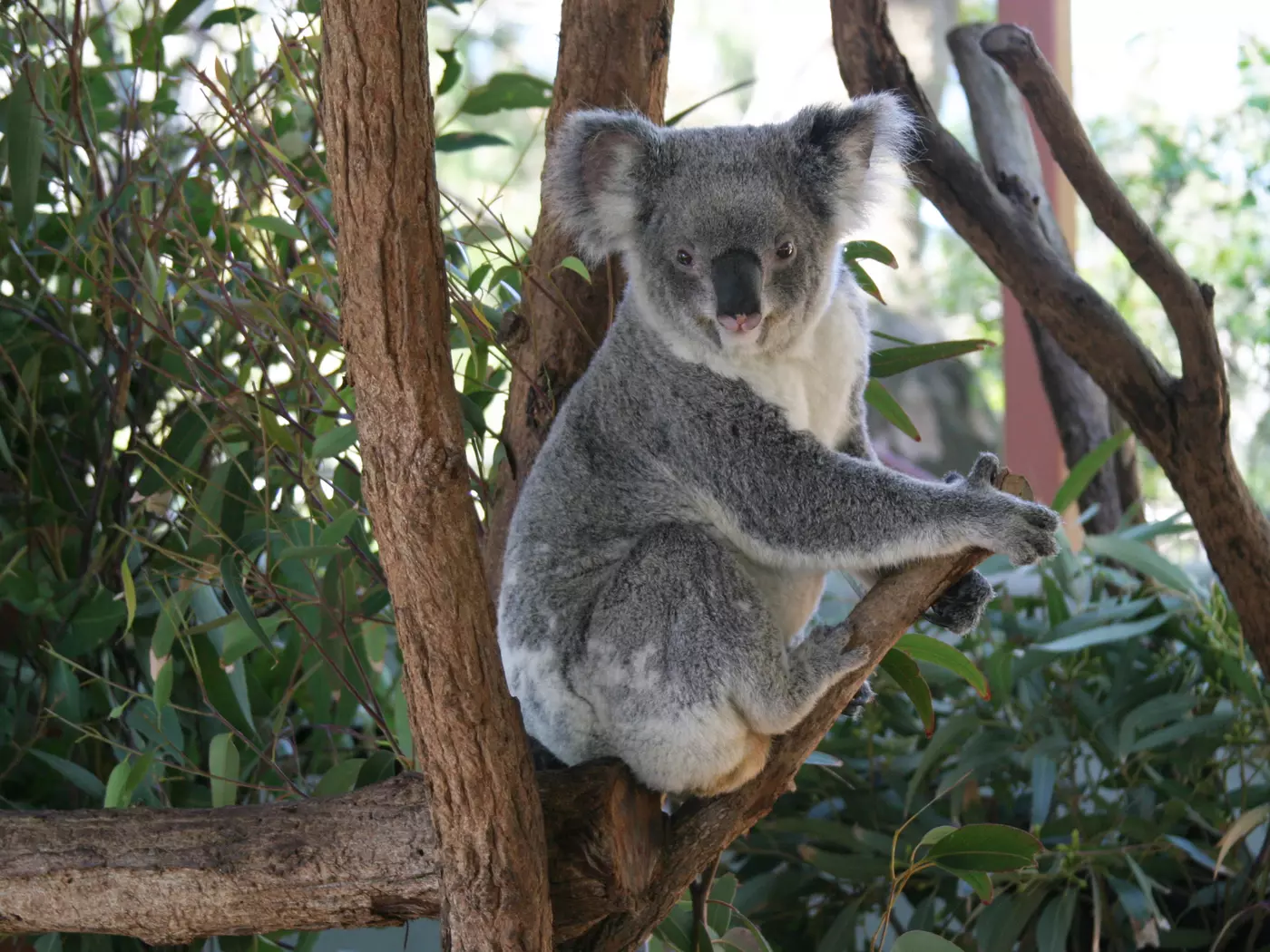 Koala encounter at the Sydney Taronga Zoo - Image courtesy of Taronga Zoo