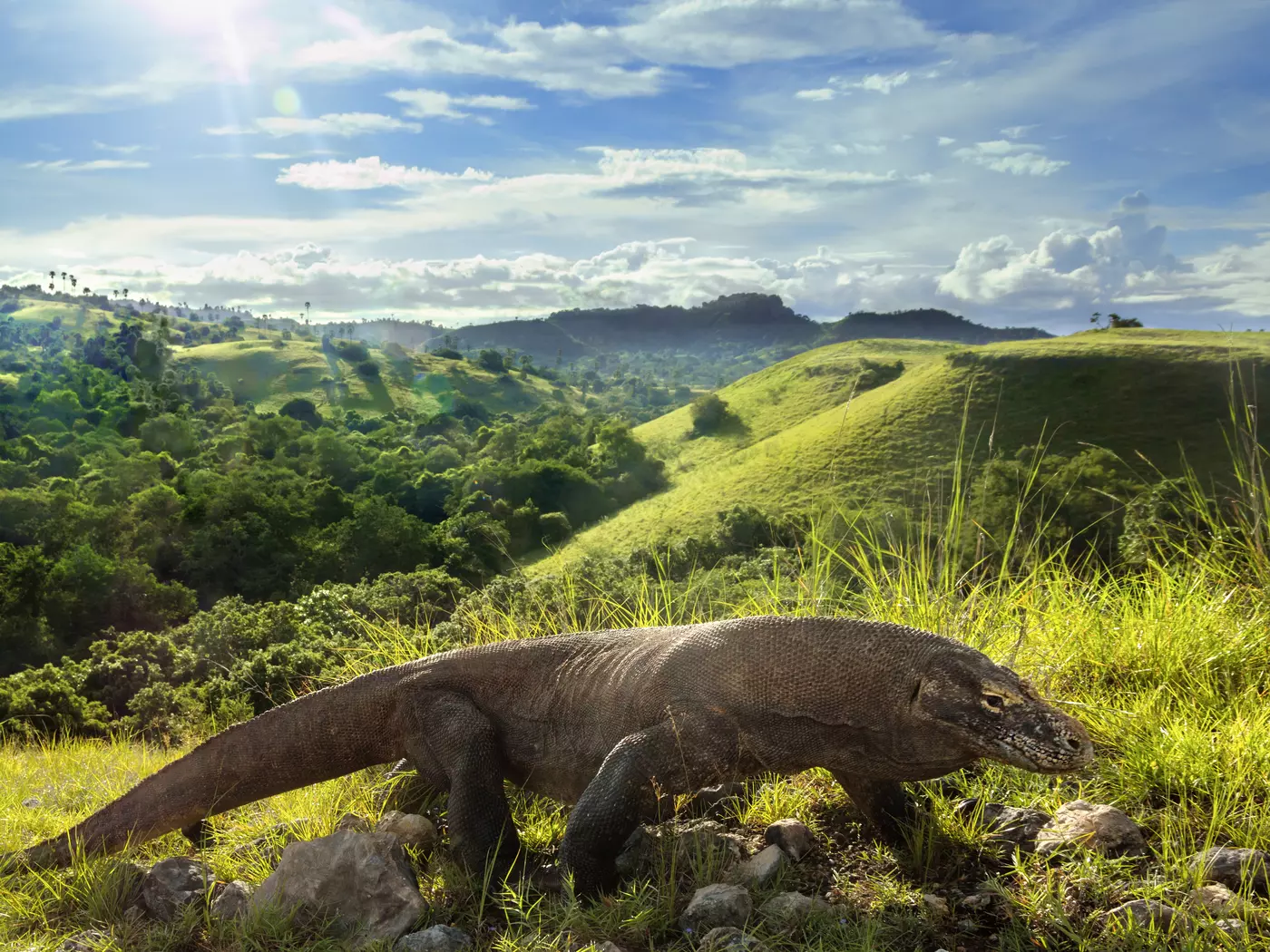 Komodo dragons are the largest living lizard species in the world