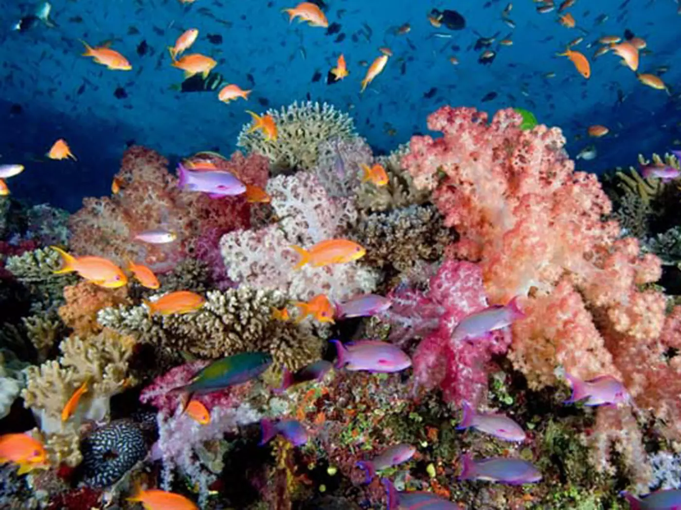 Discover the island's coral reefs