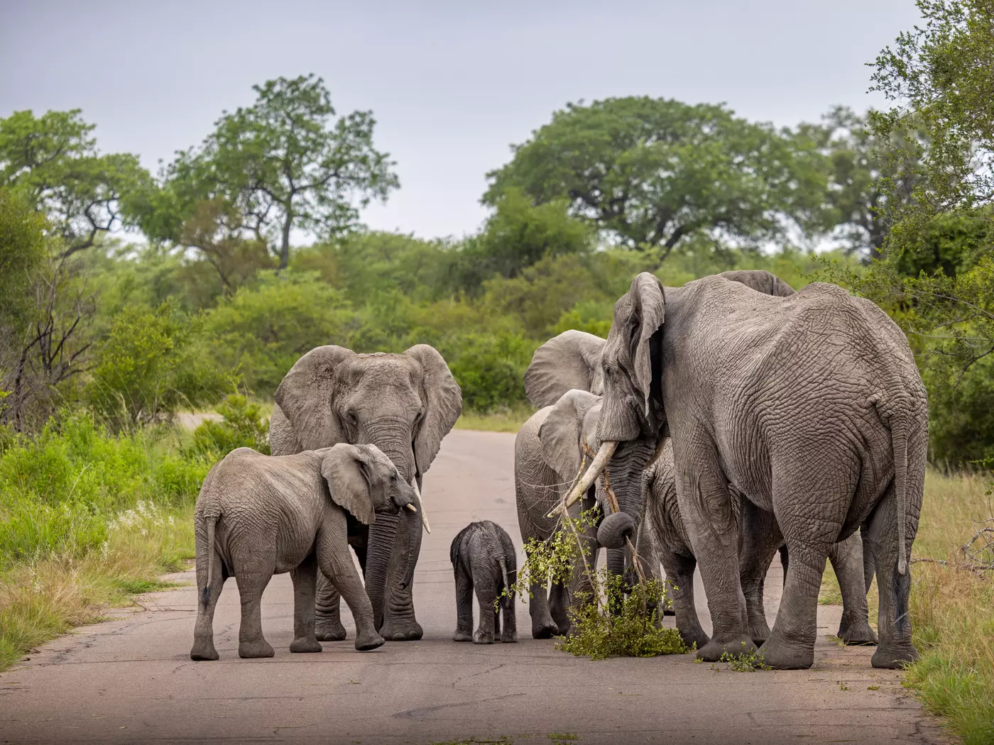 Kruger National Park Kruger National Park