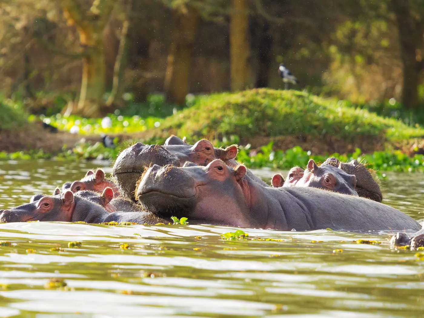 Lake Naivasha