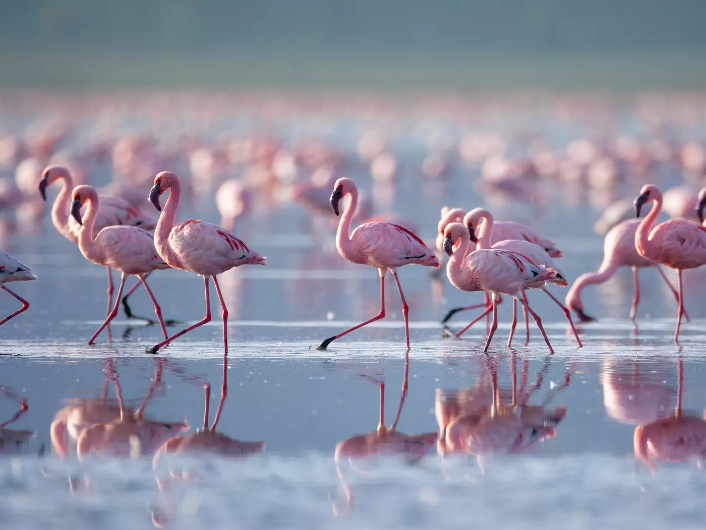 Lake Nakuru National Park