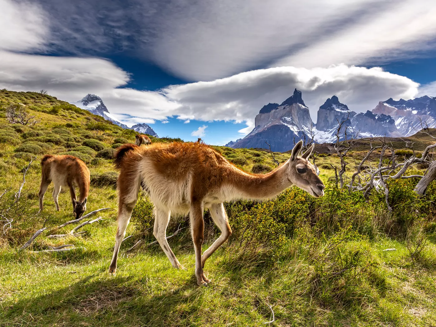Guanacos