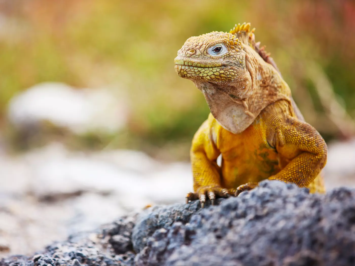 Land iguana, Galapagos