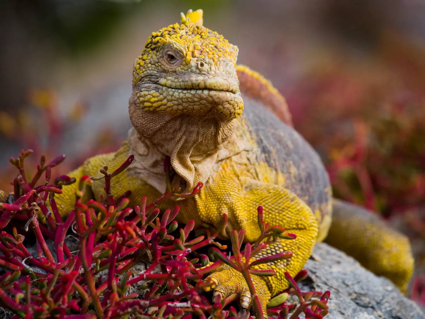 Galapagos land iguana