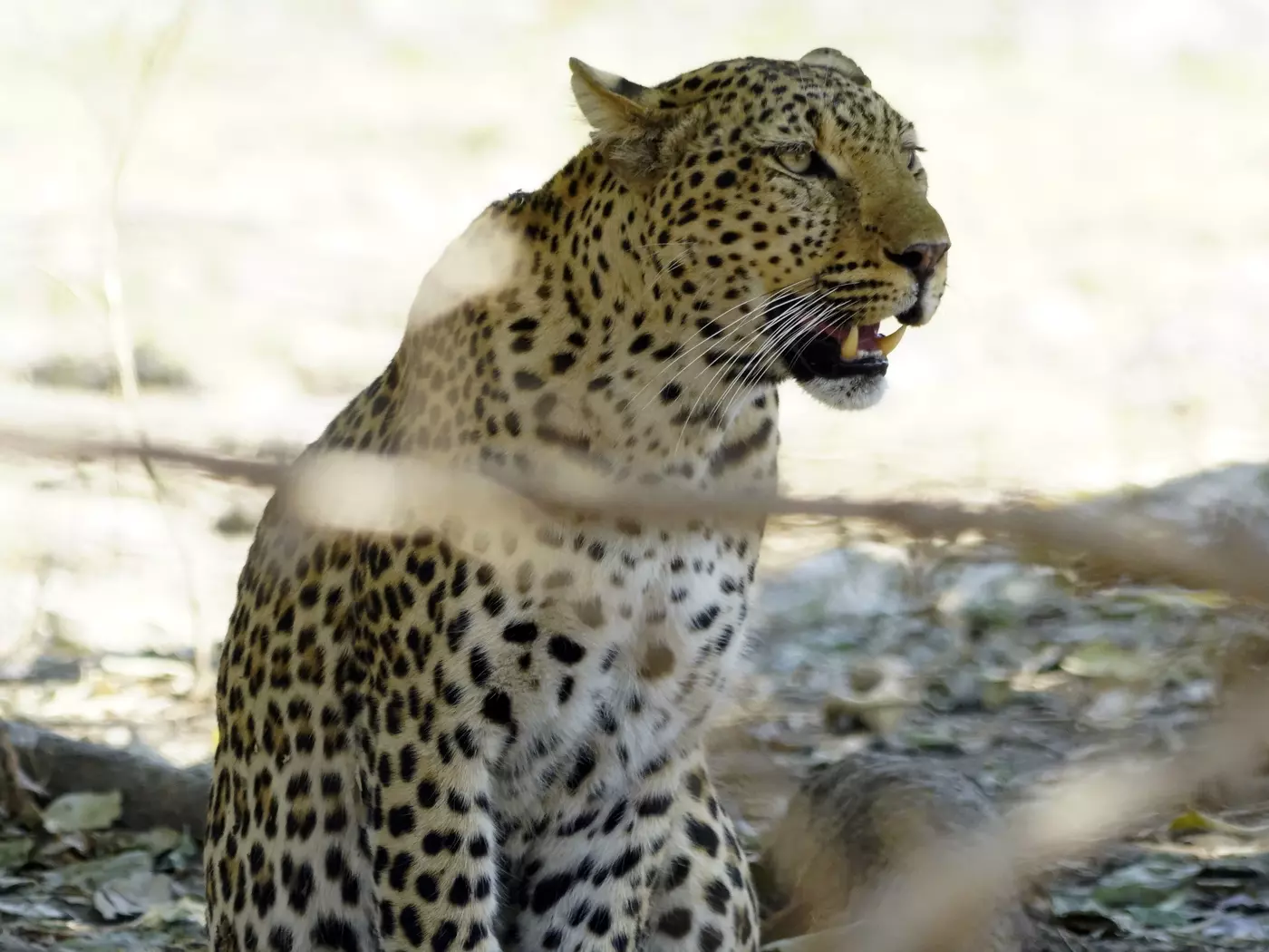 South Luangwa is one of Zambia's most popular parks