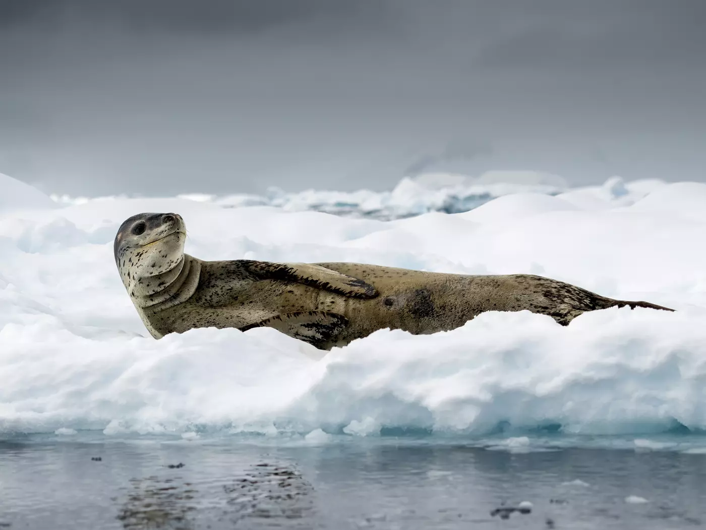 Leopard seal