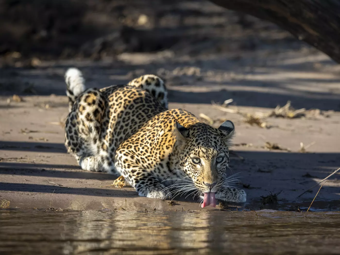 Leopards are a member of the Big 5