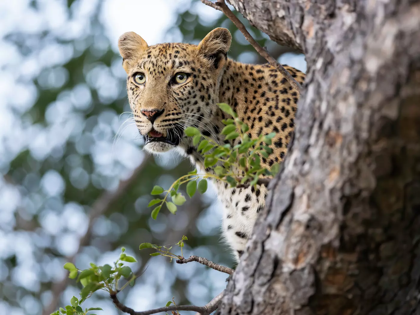 Timbavati, part of Greater Kruger National Park
