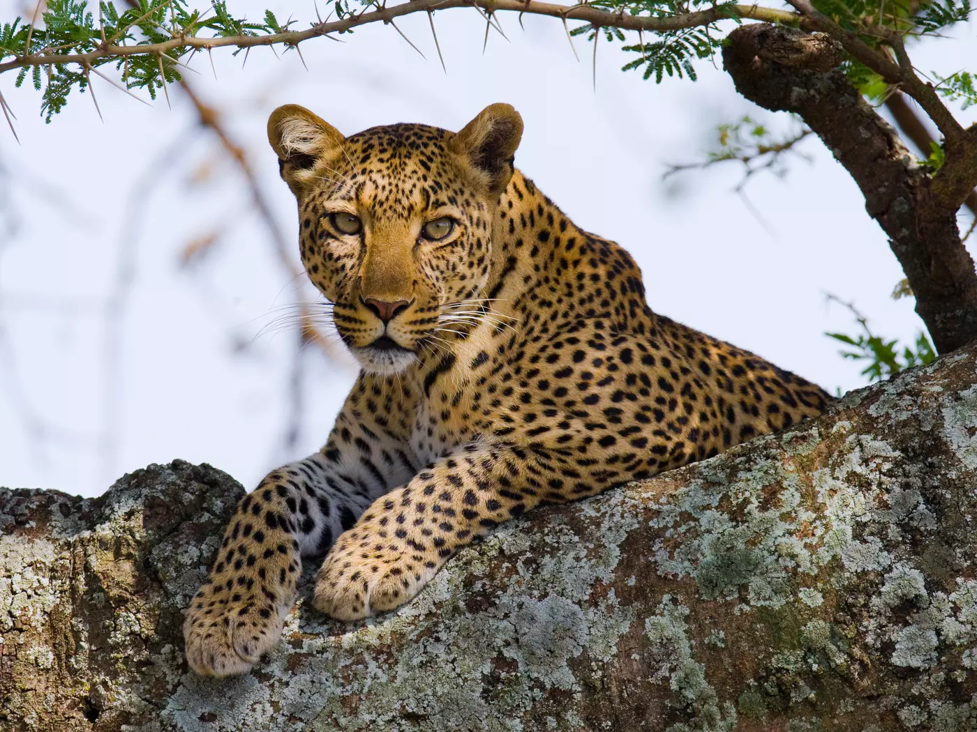 Leopard, Serengeti