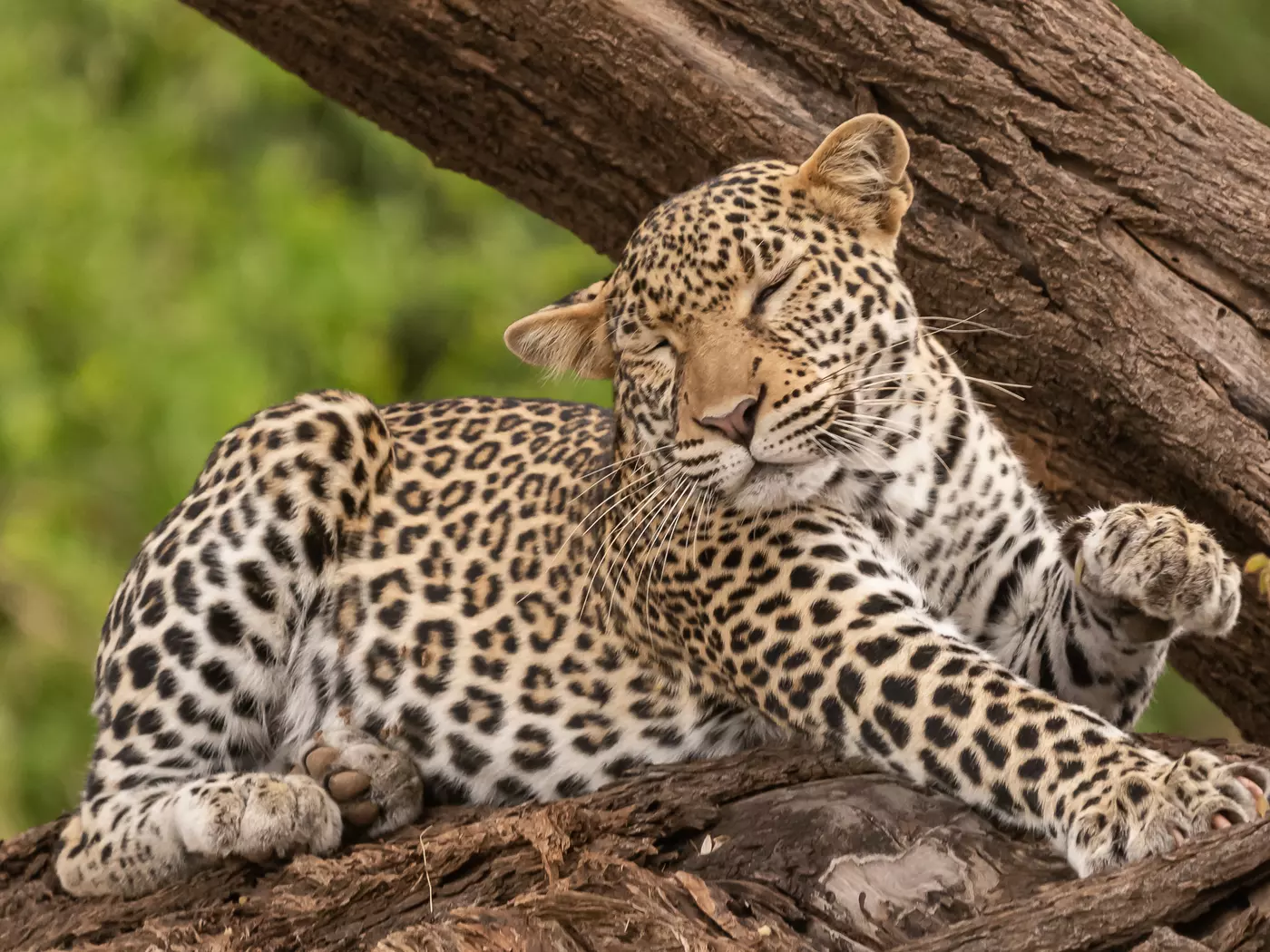 Samburu