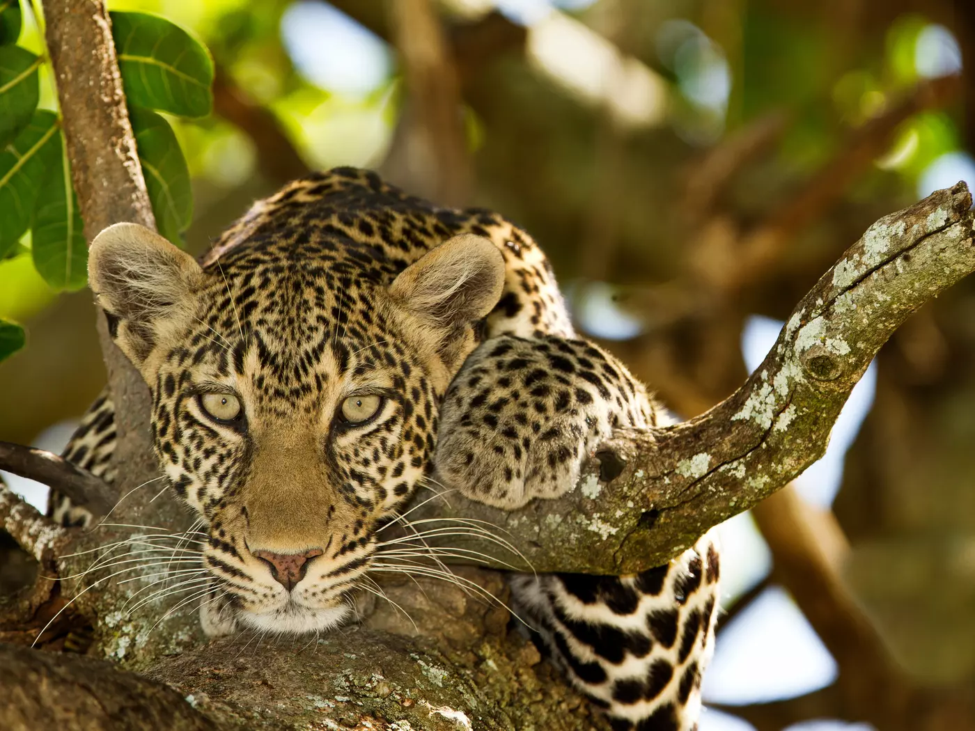 Leopard in Serengeti National Park