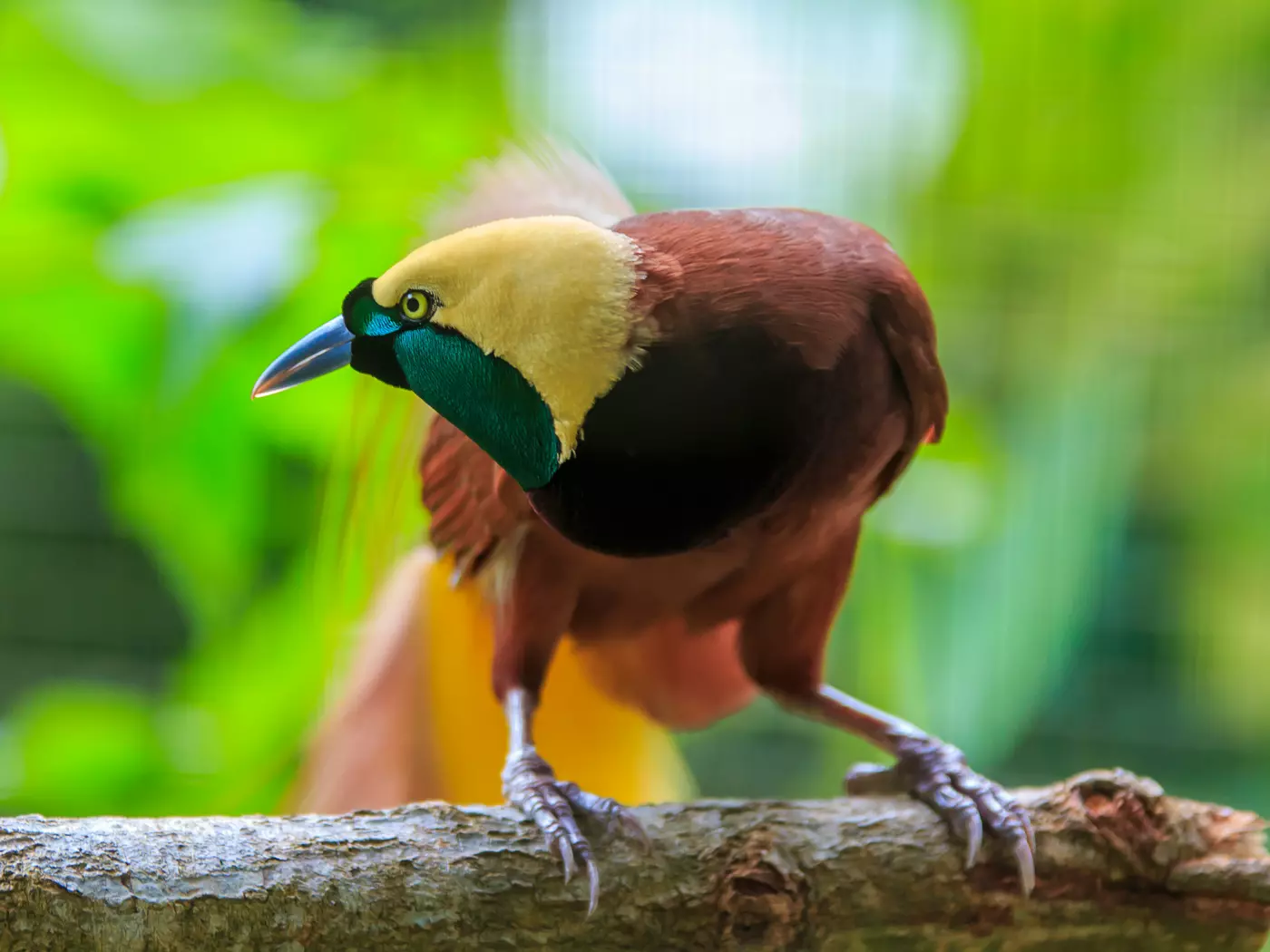 The Lesser Bird of Paradise