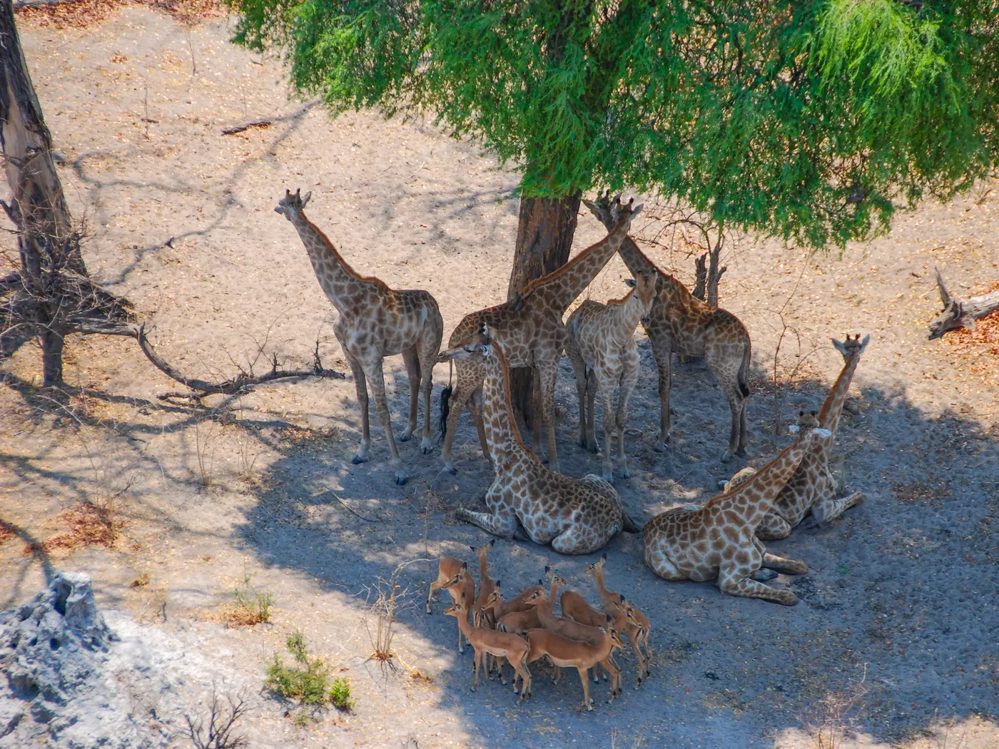 Linyanti, Kwando Reserve