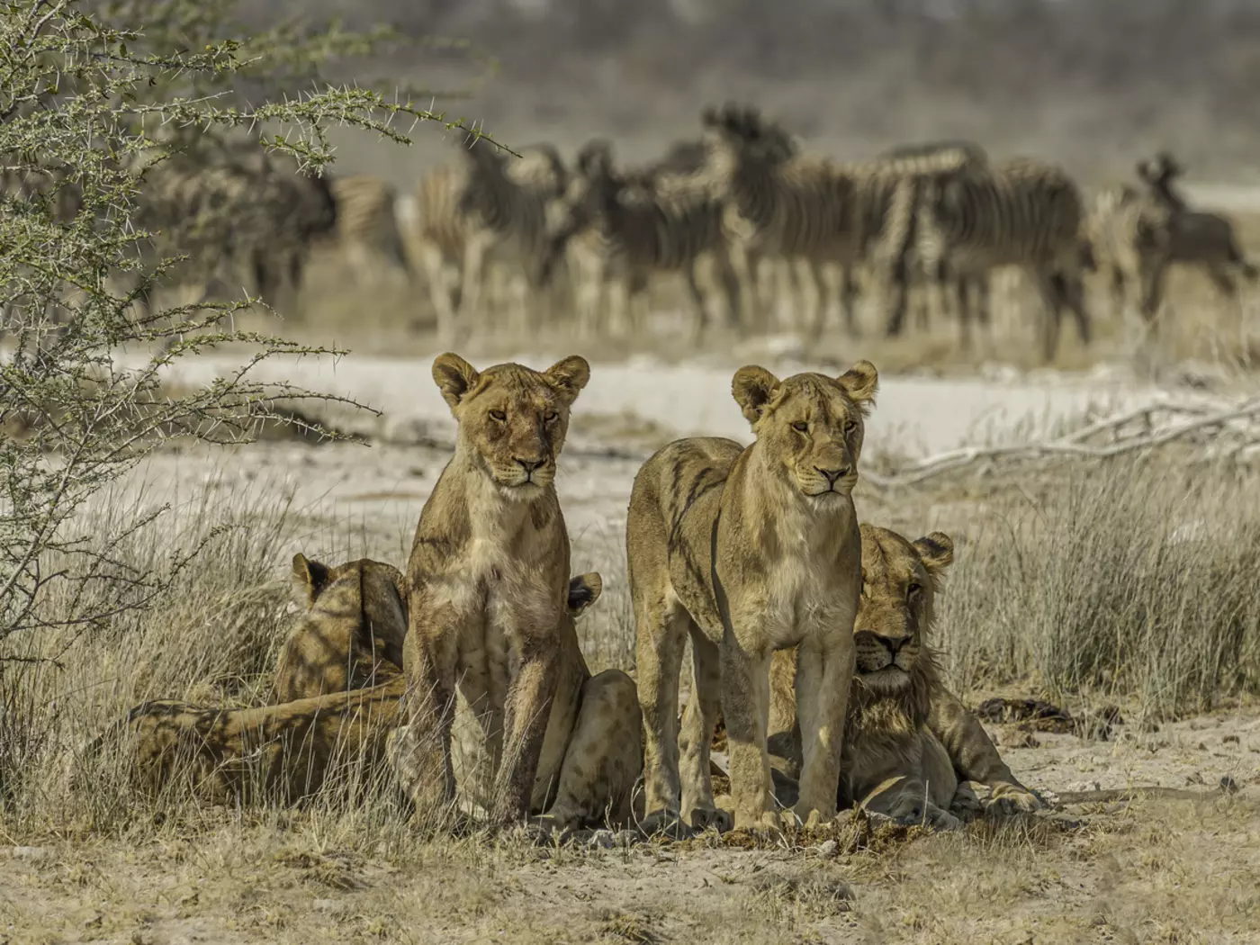Lion Pride, Etosha Pan National Park