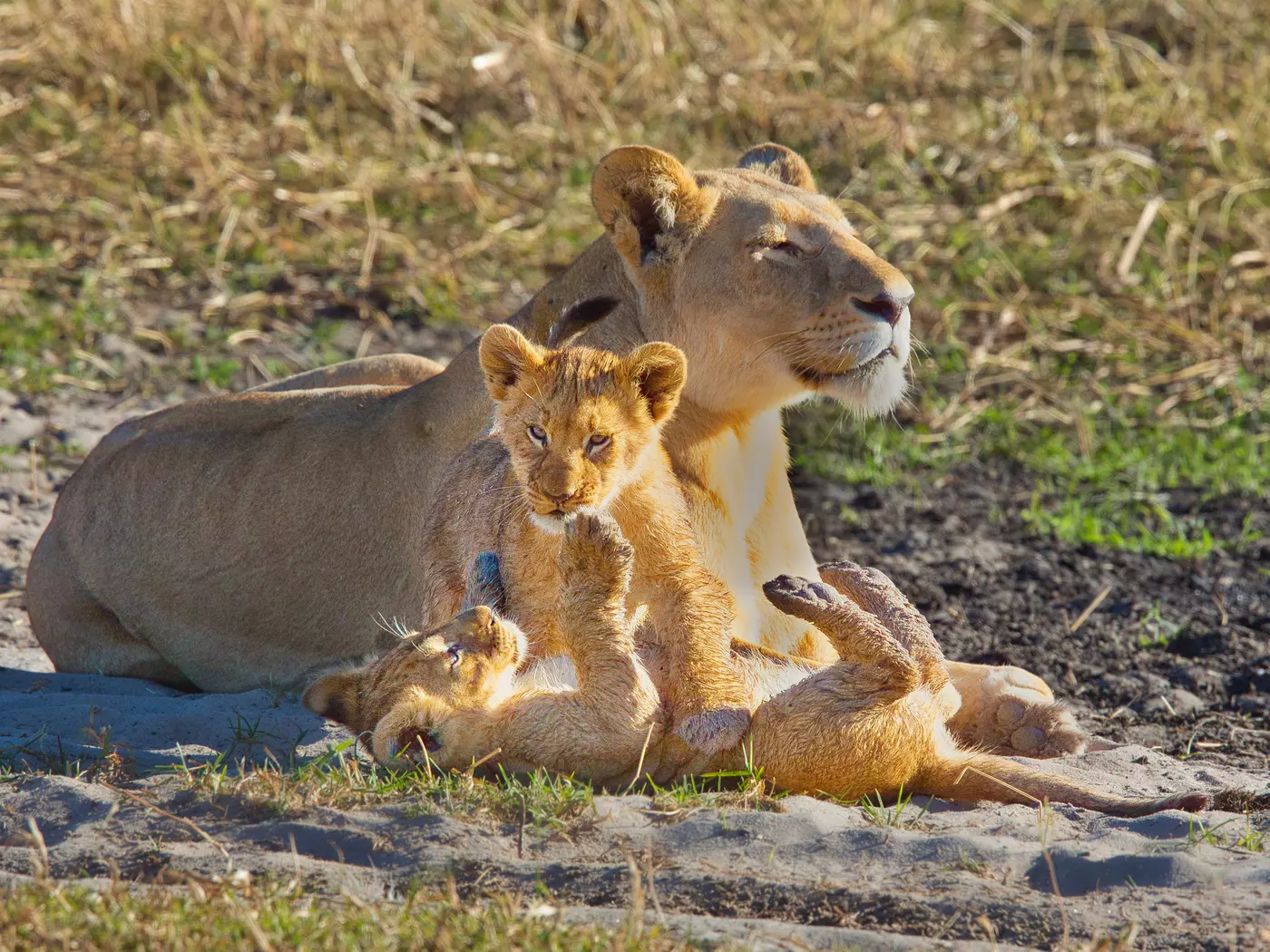 Okavango Delta