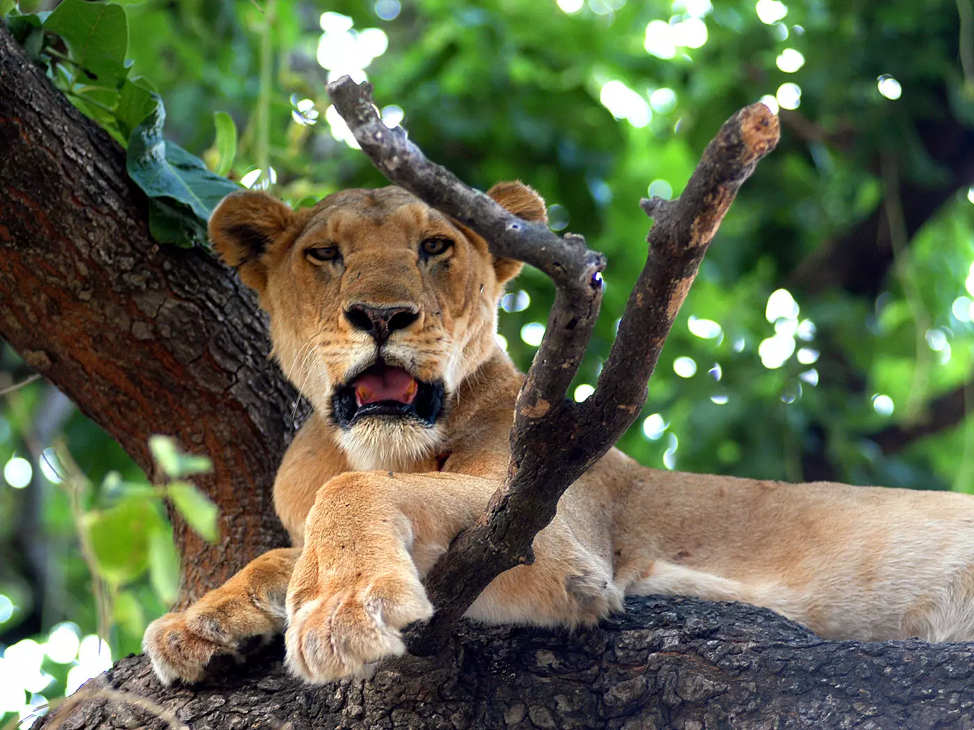 Tree climbing lions in Lake Manyara National Park