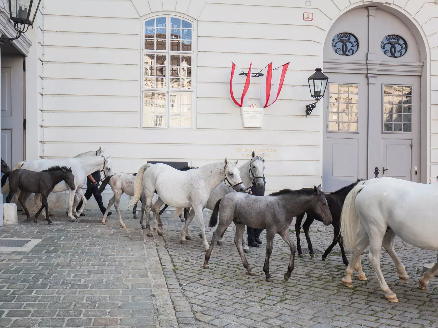 Lipizzaner, Spanish Riding School, Vienna