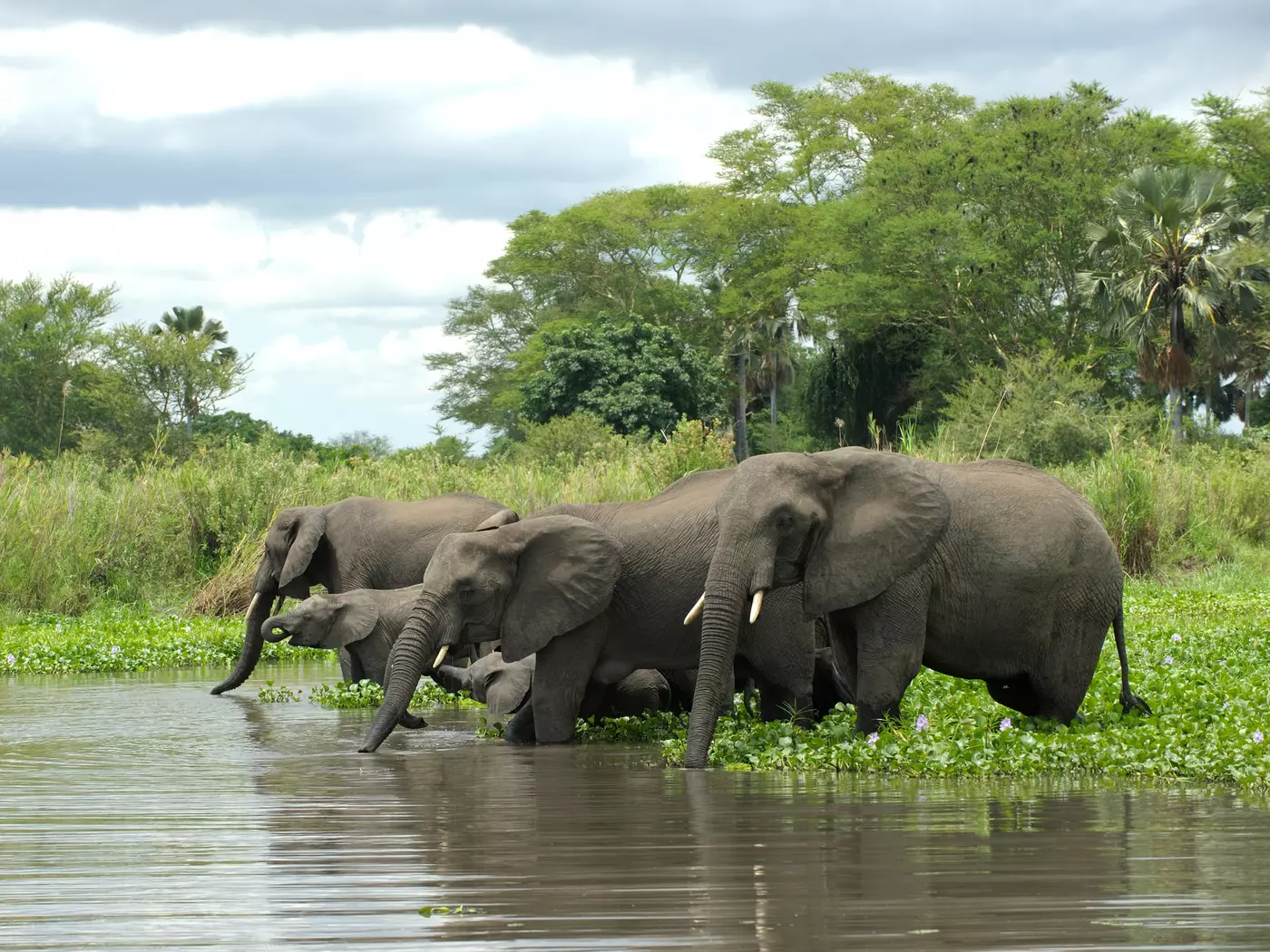 Liwonde National Park
