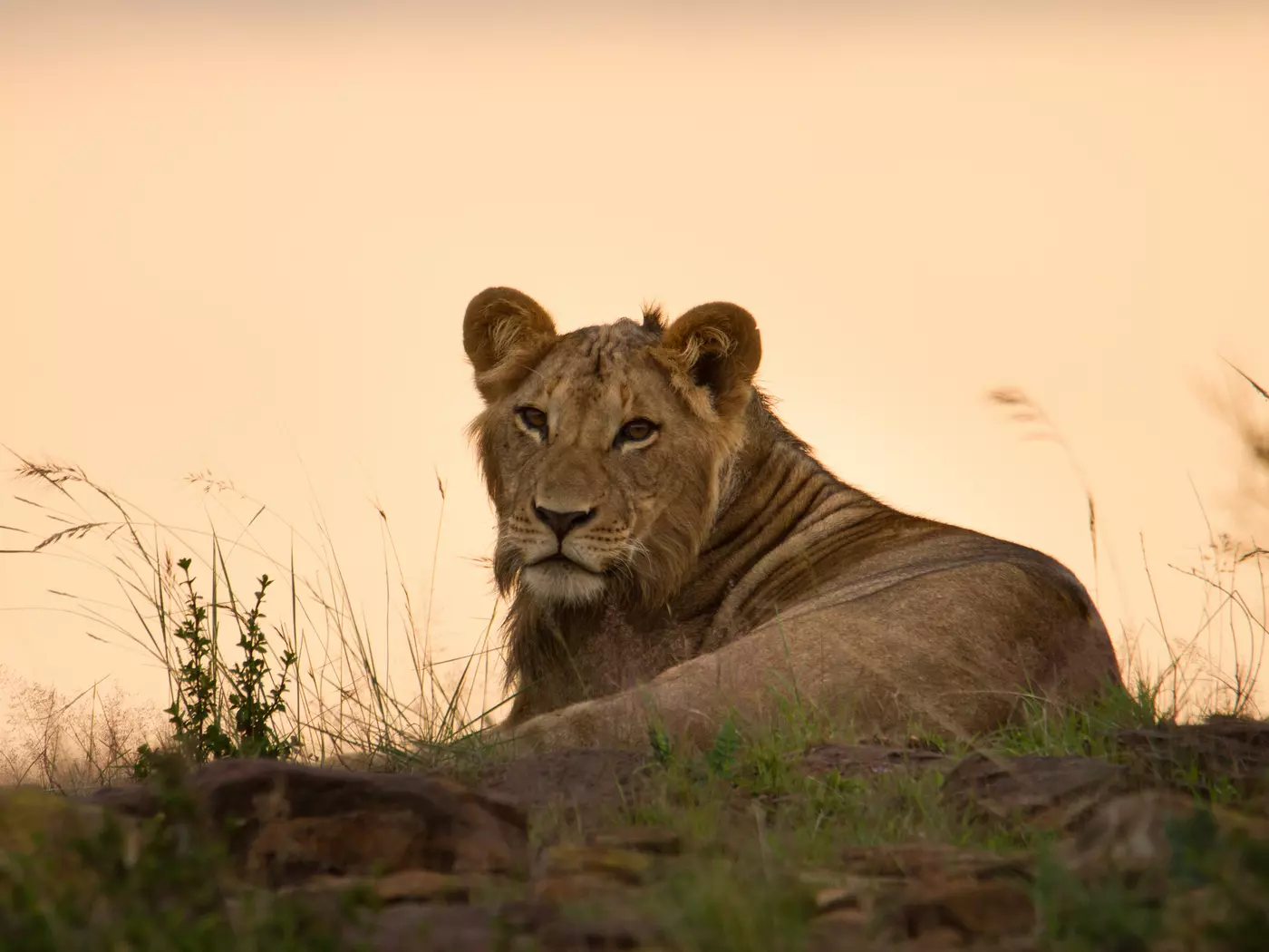 Loisaba Conservancy