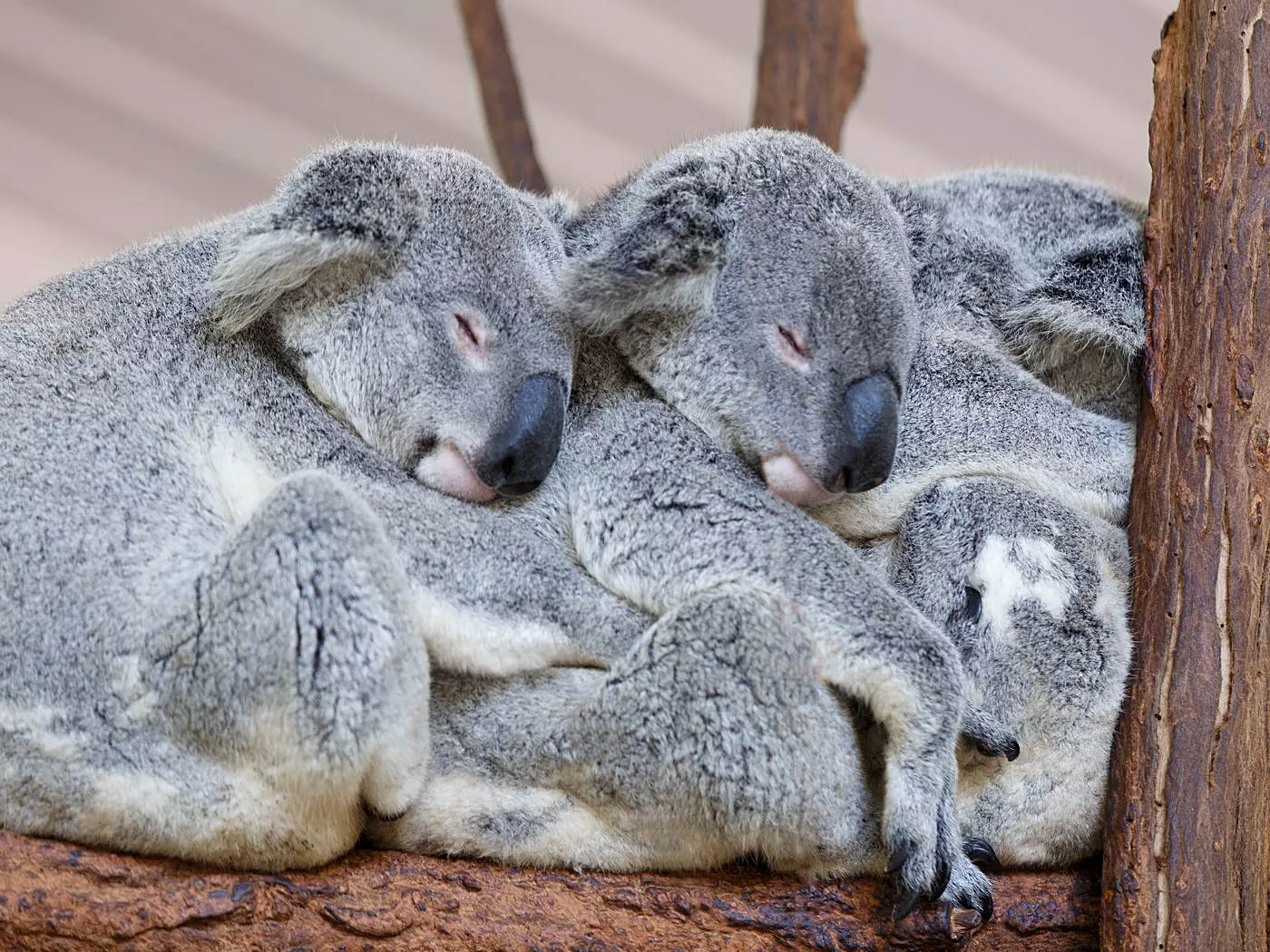 Lone Pine Koala Sanctuary