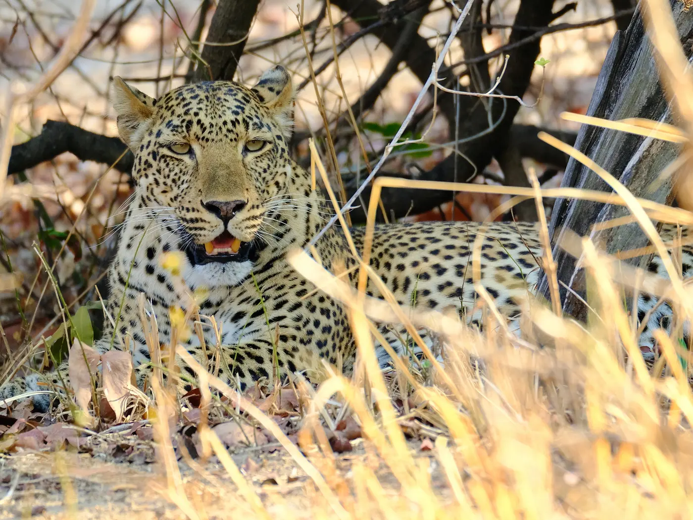 Luangwa National Park