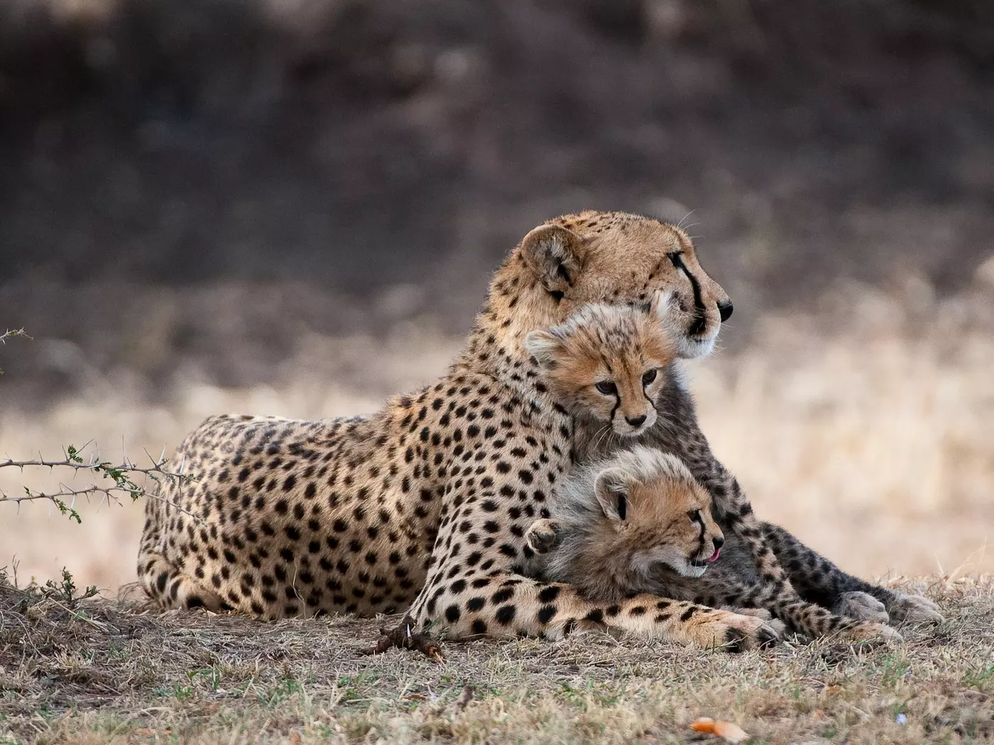 Get up-close to the wildlife