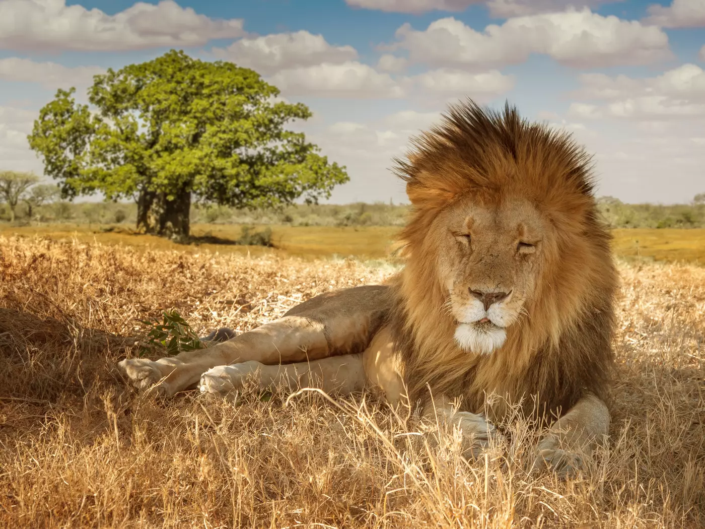 Masai Mara