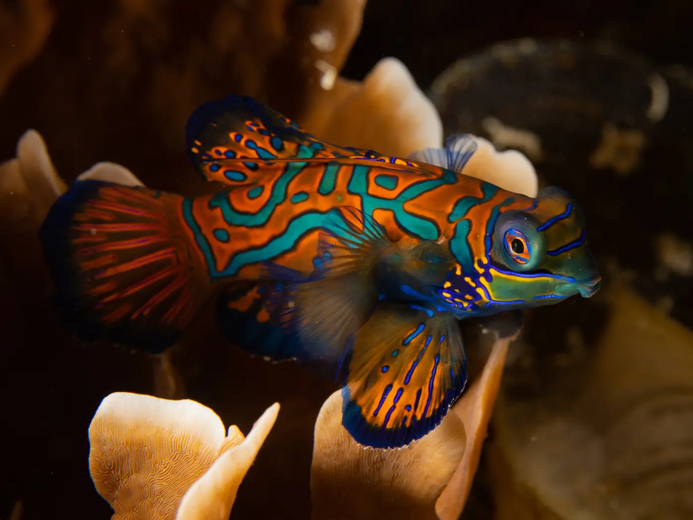 Mandarin Dragonet