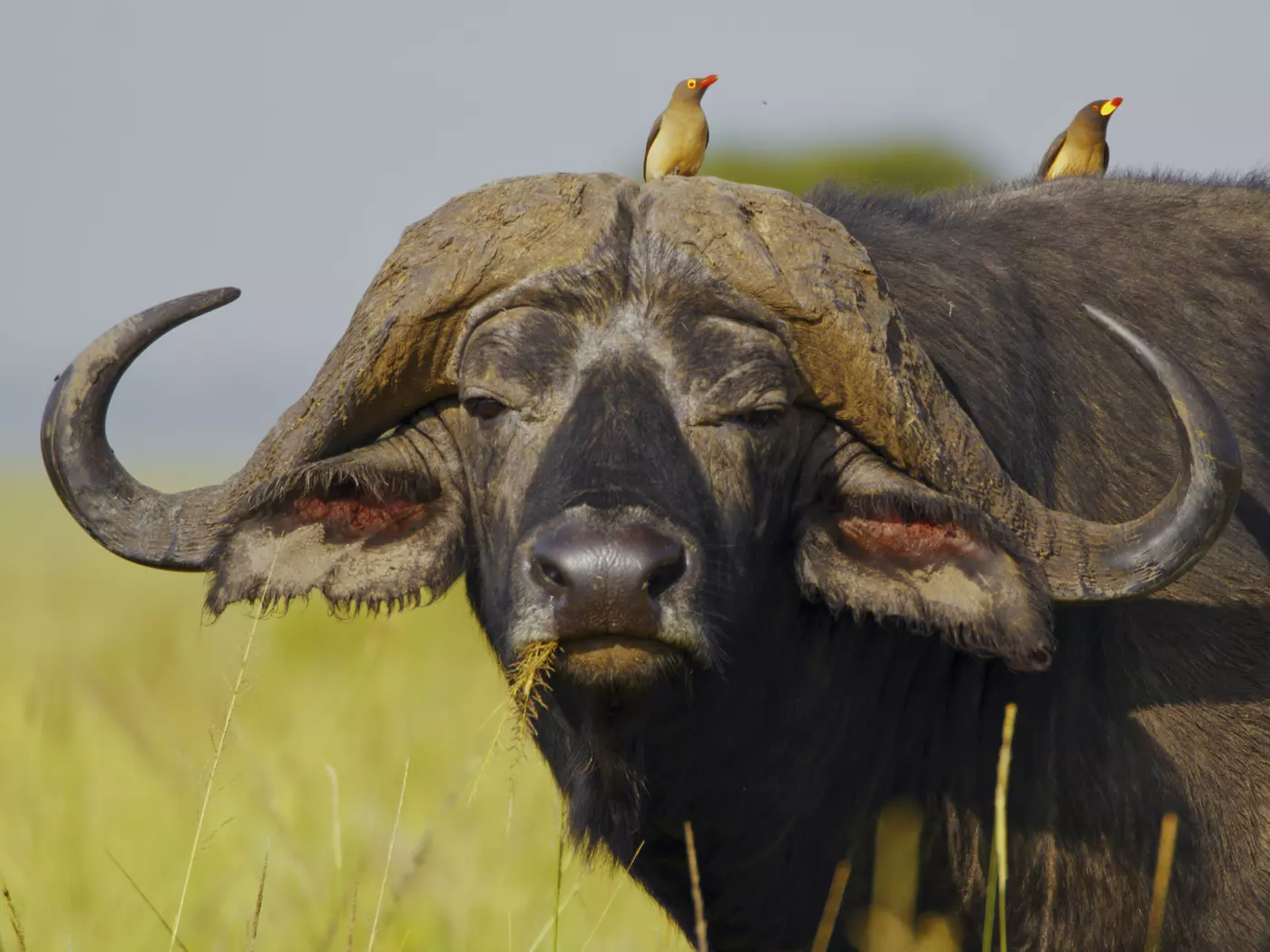 Manyara National Park