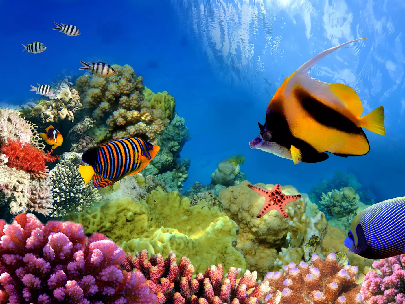 The Great Barrier Reef is home to over 9,000 species