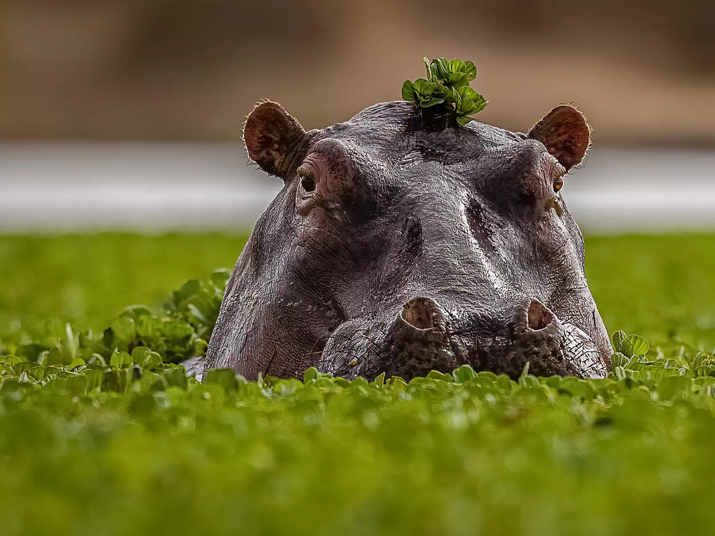 Hippo in Masai Mara